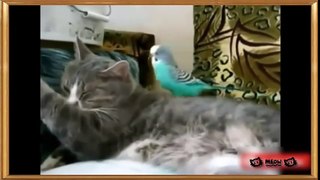 Cats and Bird Compilation !! __ Funny Cats and Bird Videos __ Compilation 2015.