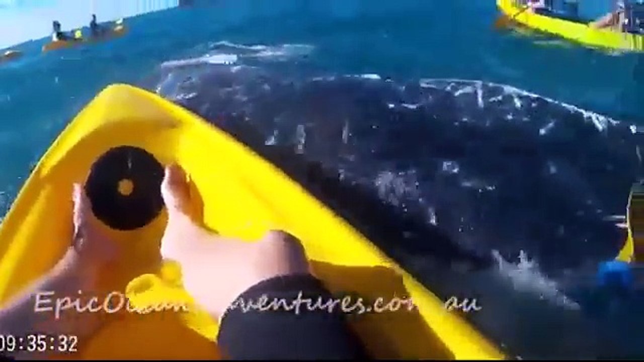Кит обратился за помощью к людям