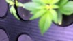 Cannabis Grow 2016 Indoor Hydroponic Aeroponics small plants Big Bud