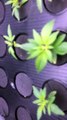 Cannabis Grow 2016 Indoor Hydroponic Aeroponics small plants Big Bud