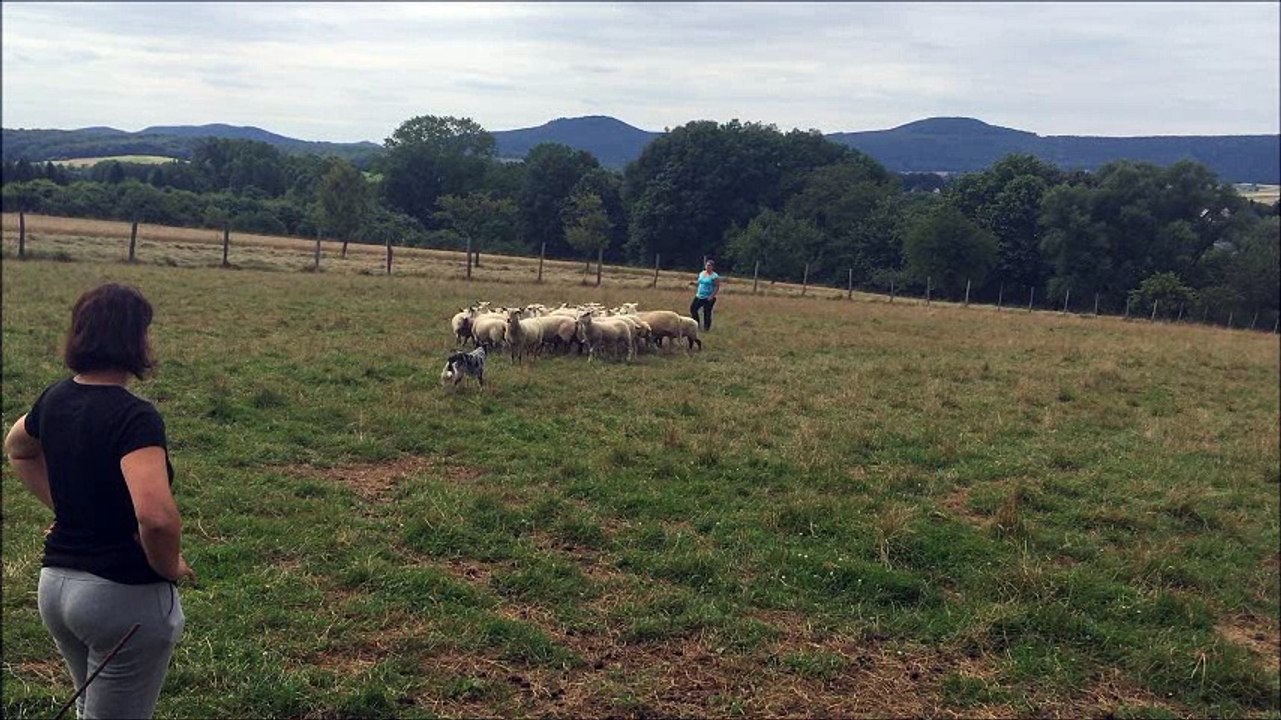 Lilou 13 mois entrainement troupeau