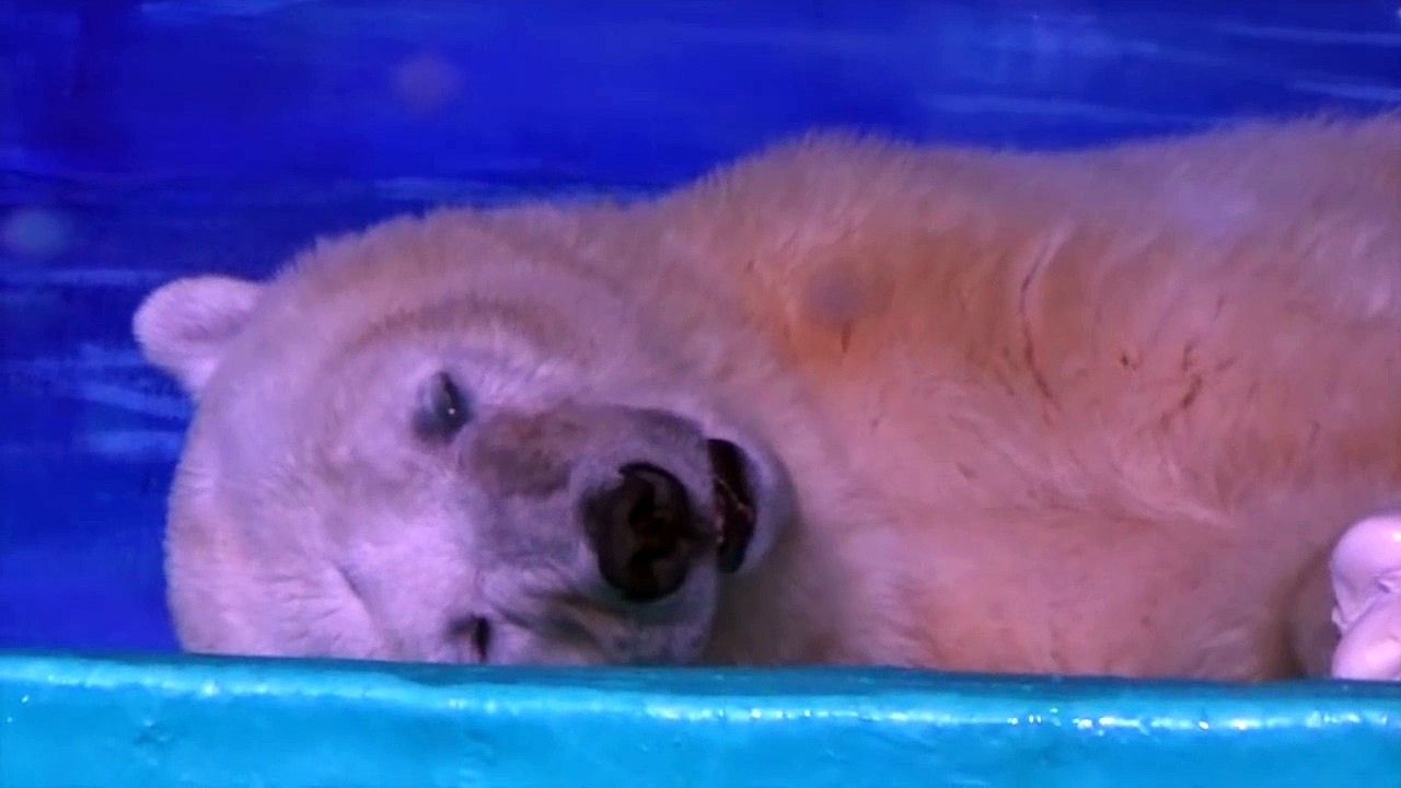 Un ours blanc captif dans un supermarché pour les seflies des consommateurs Chinois
