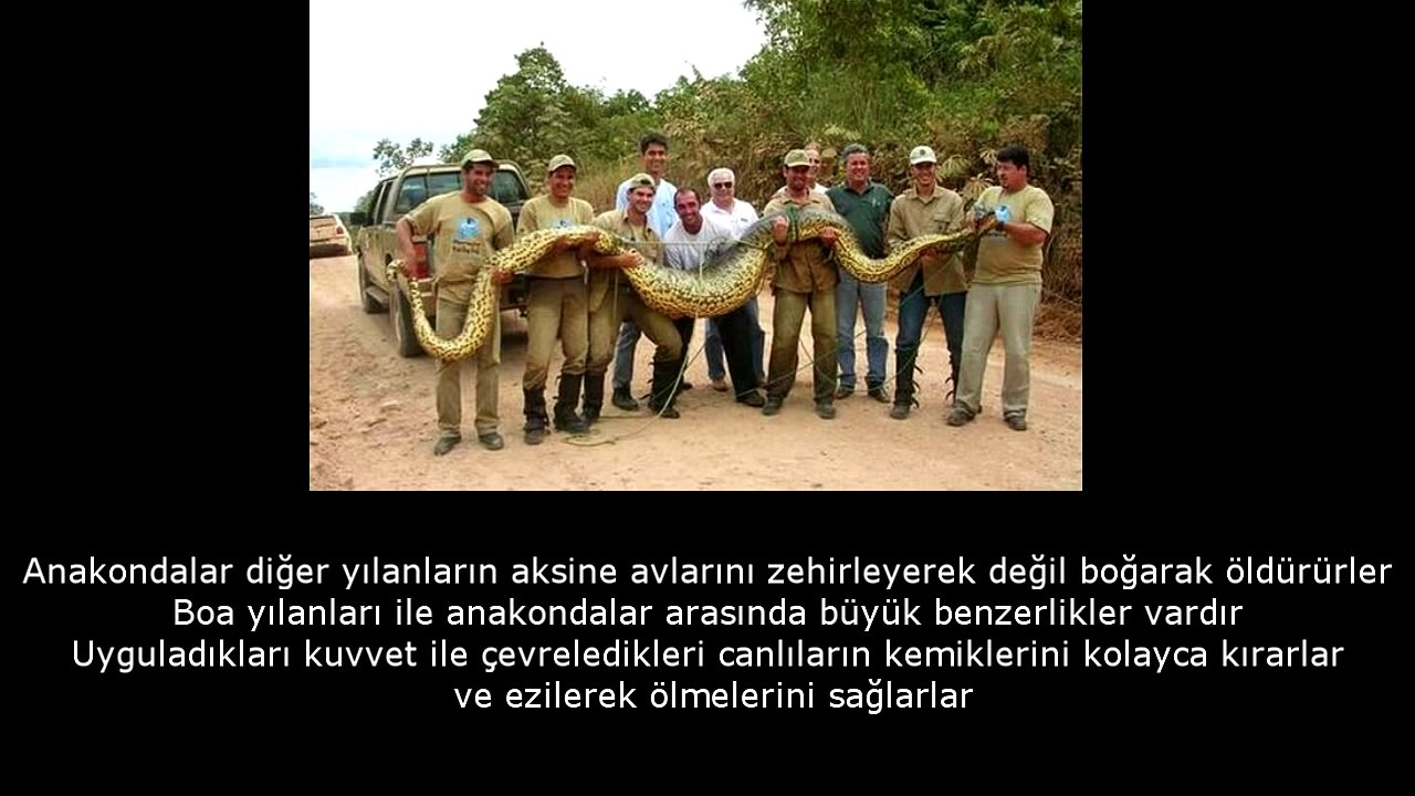 DÜNYANIN EN BÜYÜK YILANI ANAKONDA