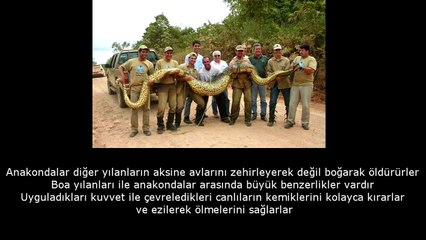 DÜNYANIN EN BÜYÜK YILANI ANAKONDA