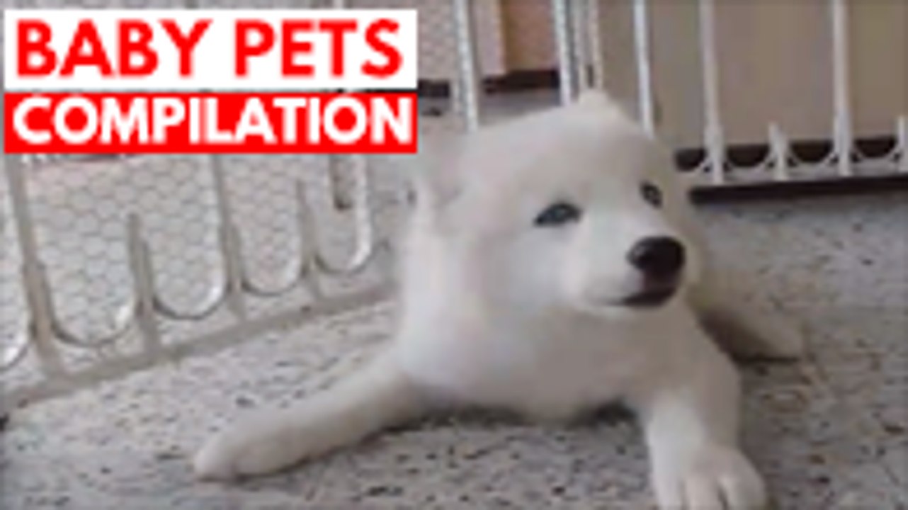 BABY PETS COMPILATION