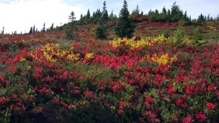 Mount Rainier national Park Hiking - Washington in USA