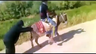 donkey driving funny 2016