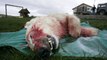 アイスランドで2008年に射殺されたホッキョクグマ (Jun.17 2008)