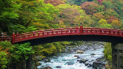 Le wasabi que l'on nous sert n'est pas du wasabi !