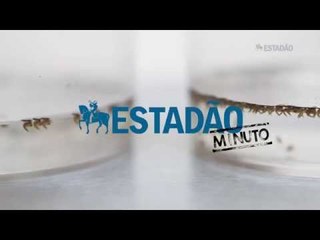 5 fatos que você não sabia sobre a dengue
