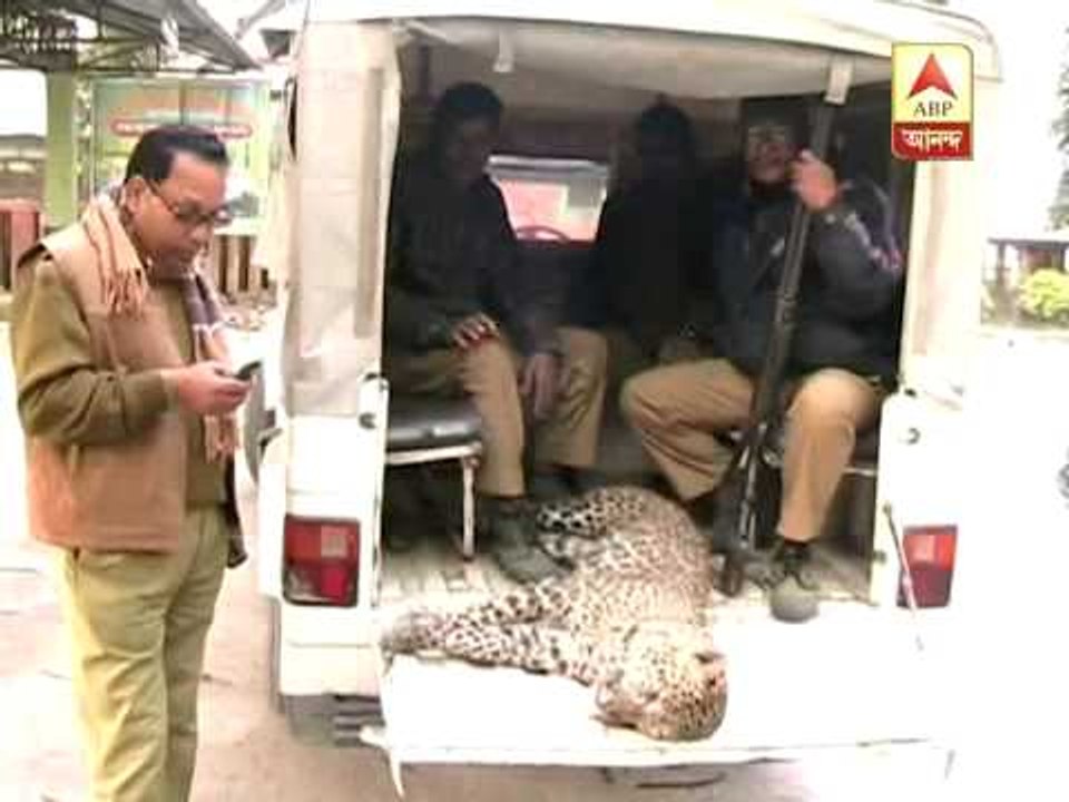 Leopard beaten to death at Jalpaiguri