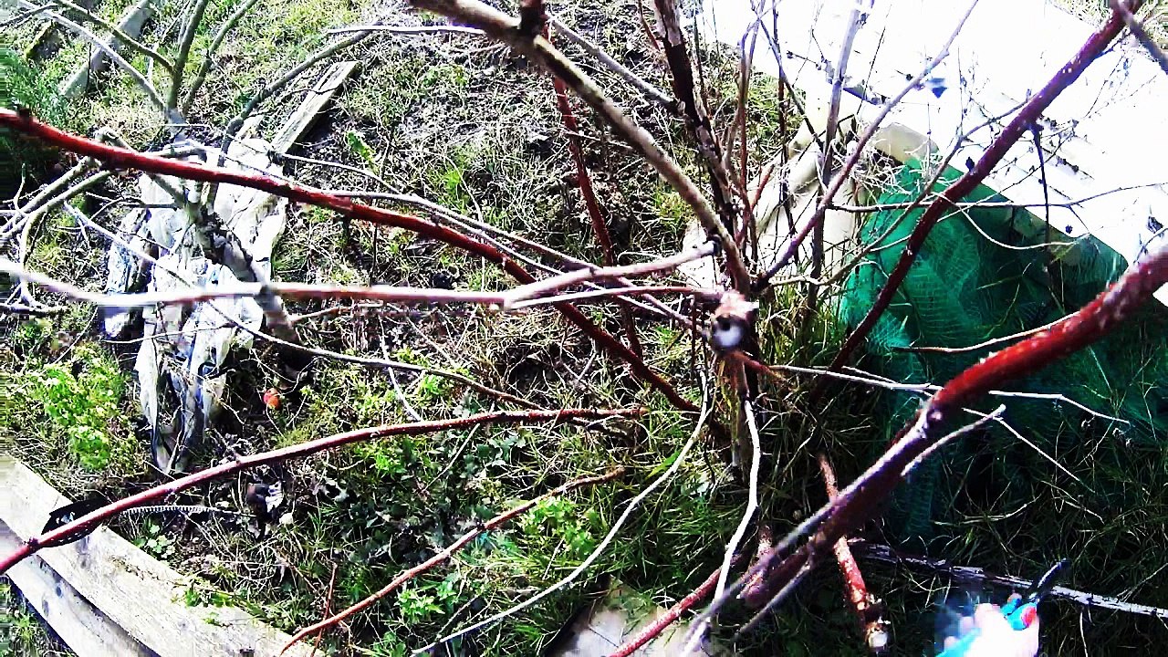 La taille d'un framboisier abandonné