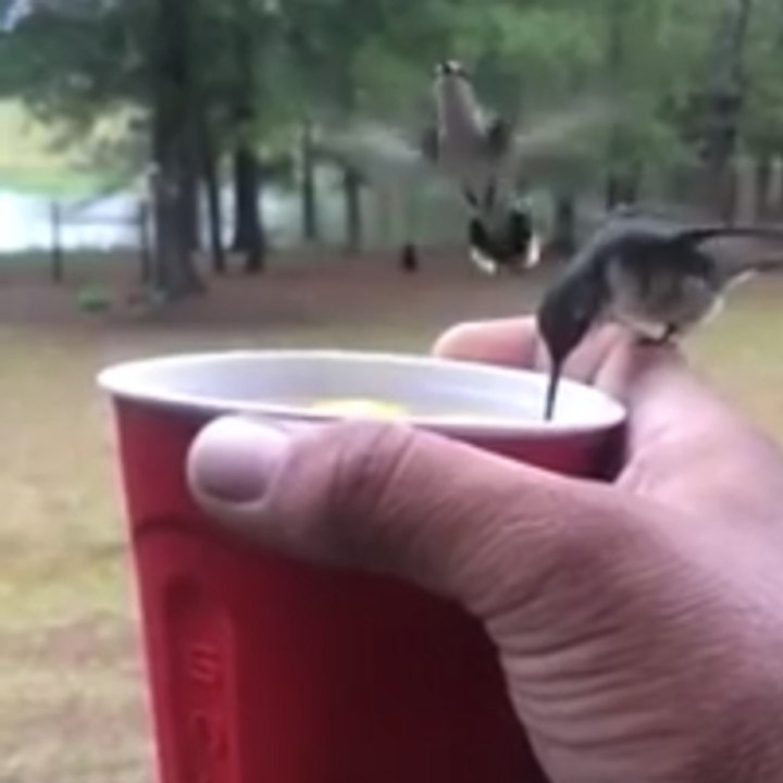 Un vaso rojo irresistible