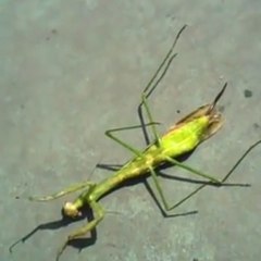 Una mantis religiosa casi muerta controlada por un gusano parásito