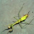 A virtually dead praying mantis controlled by a parasitic worm