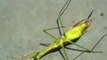 A virtually dead praying mantis controlled by a parasitic worm