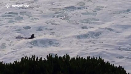 Sea lions filmed 'kissing' and playing in the surf off California