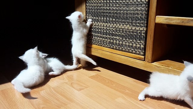 Games of Cats Chats Sacrés de Birmanie Portée 2016 18-07-2016-2