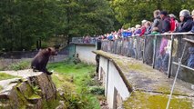 Cet ours brun se fait nourrir en attrapant la bouffe au vol dans ce Zoo !