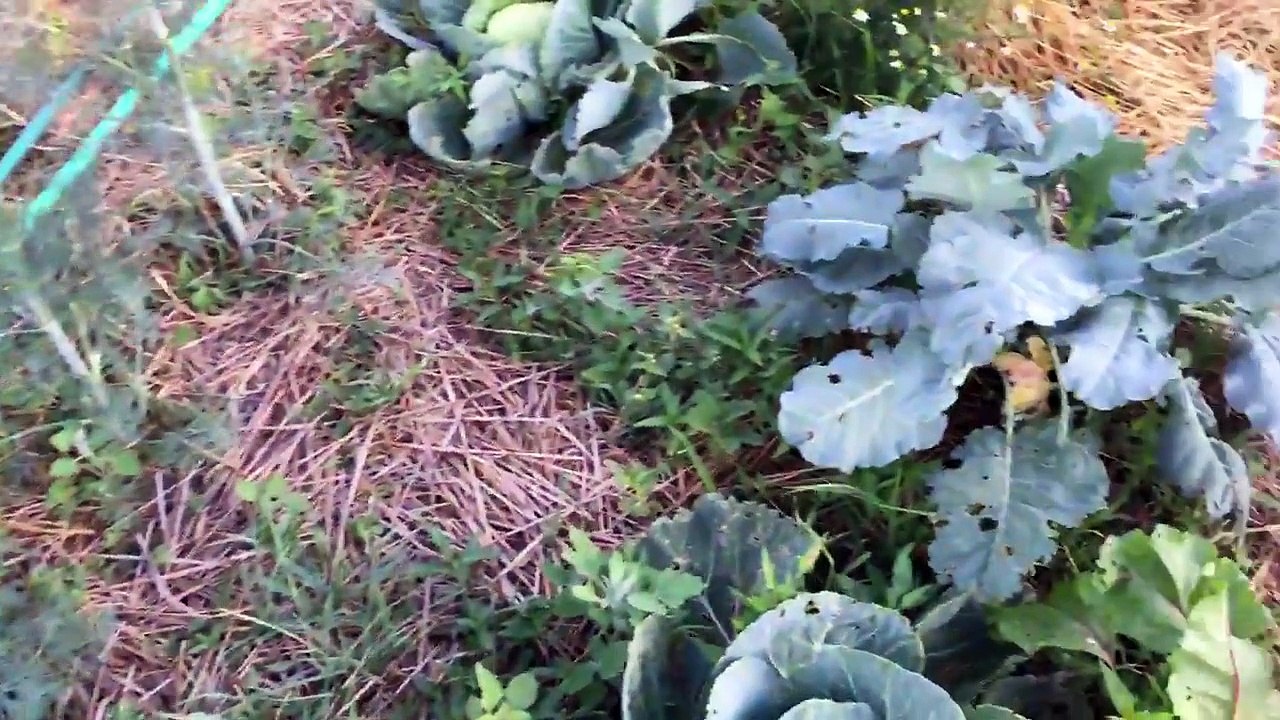 Blanket Fort 8 - The Brassica Bulletin