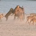 A young elephant gets attacked by a pack of 14 lions