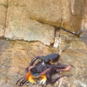 Une pieuvre attaque un crabe