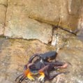 An octopus attacks a crab