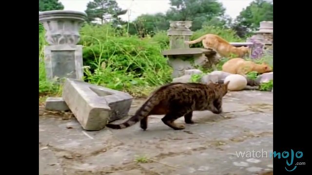 Top 10 Domesticated Cat Breeds