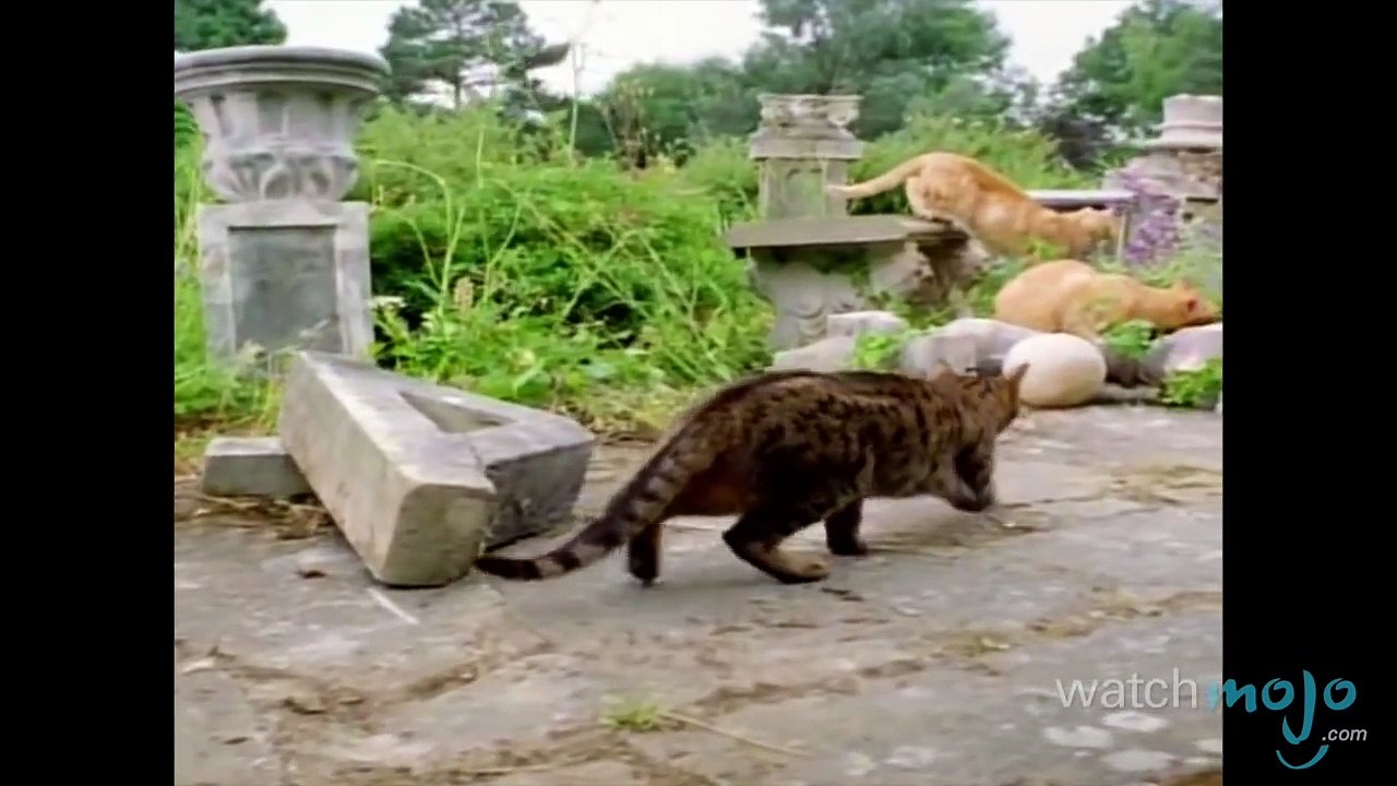 Top 10 Domesticated Cat Breeds