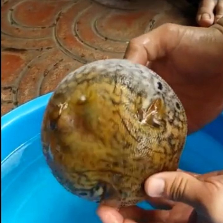 El mecanismo de defensa de un pez globo