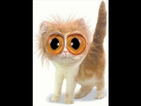 FUNNY CATS ŚMIESZNE KOTY