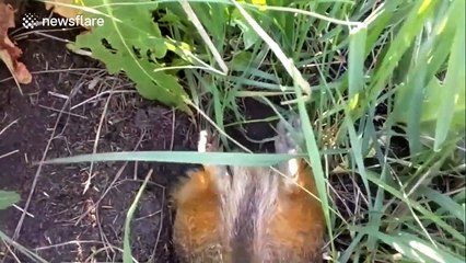 Overweight squirrel struggles to get into burrow