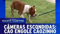 Câmeras Escondidas: Cachorro engole cachorrinho