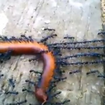 Hormigas contra un ciempiés