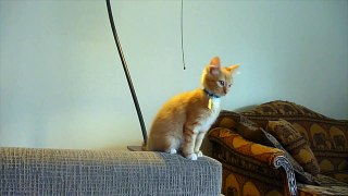 Savage Cats Funny Pet Video Compilation 2016