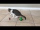 Cute Little Kitten Loves Playing Despite Suffering From Tremors