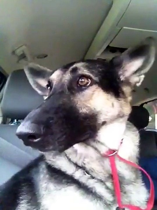 Dog Dance Party-Trendviralvideos