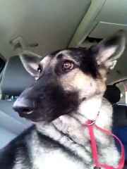 Dog Dance Party-Trendviralvideos