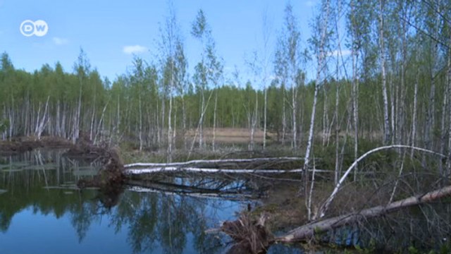 Болота в Московской области пожароопасны (13.07.2016)