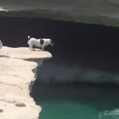 A little dog jumps off the deep end!