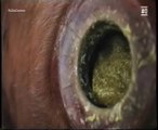 Rumen, bacterias y metano: La digestion de la vaca