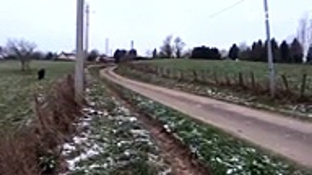 Un cinghiale selvatico attacca una donna