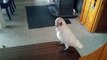 When your cockatoo hates the broccoli #Funny
