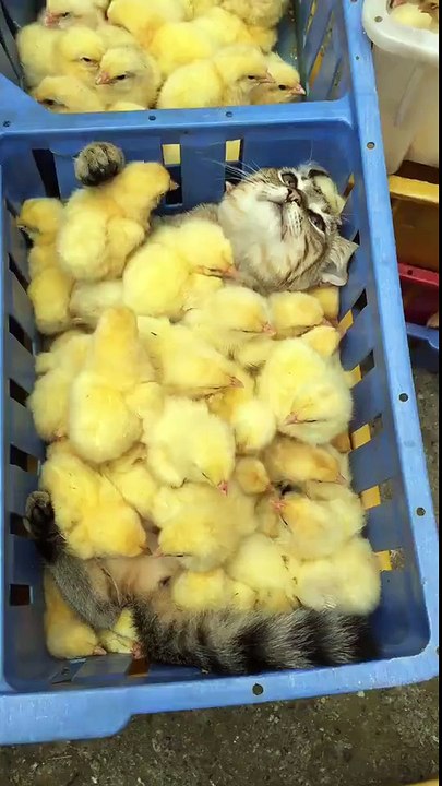 Un chat recouvert de poussins