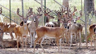 Deer Farming Why And How ?