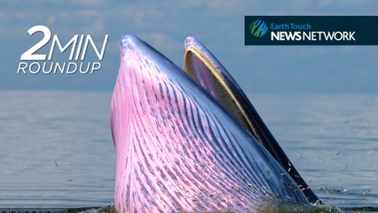 Rare whale encounter, M&M’s for ferrets & a massive ivory haul