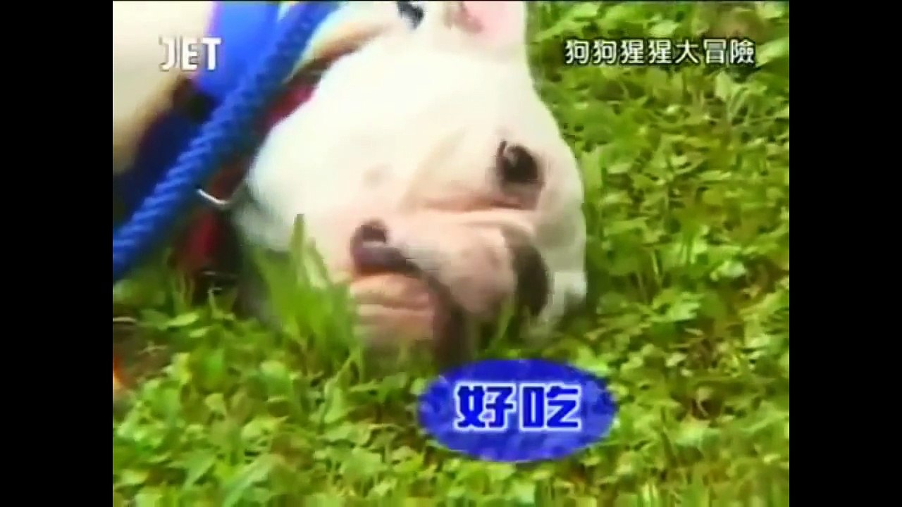 Petsmart Dog And Monkey From Japan Ep 1-Part 1