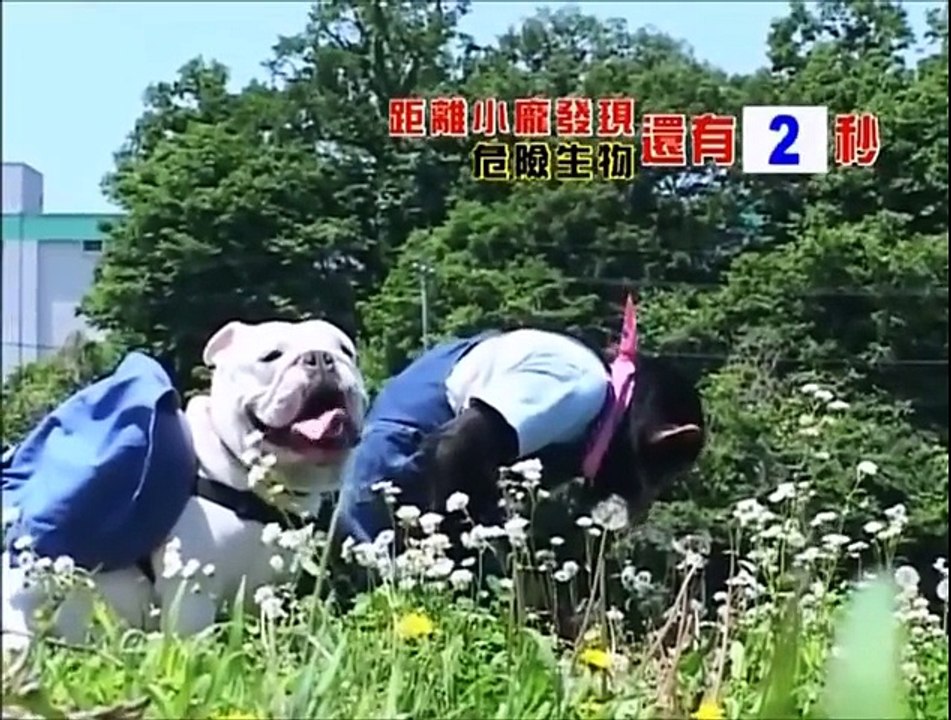 [HD] Monkey and Dog in Supermarket - 27