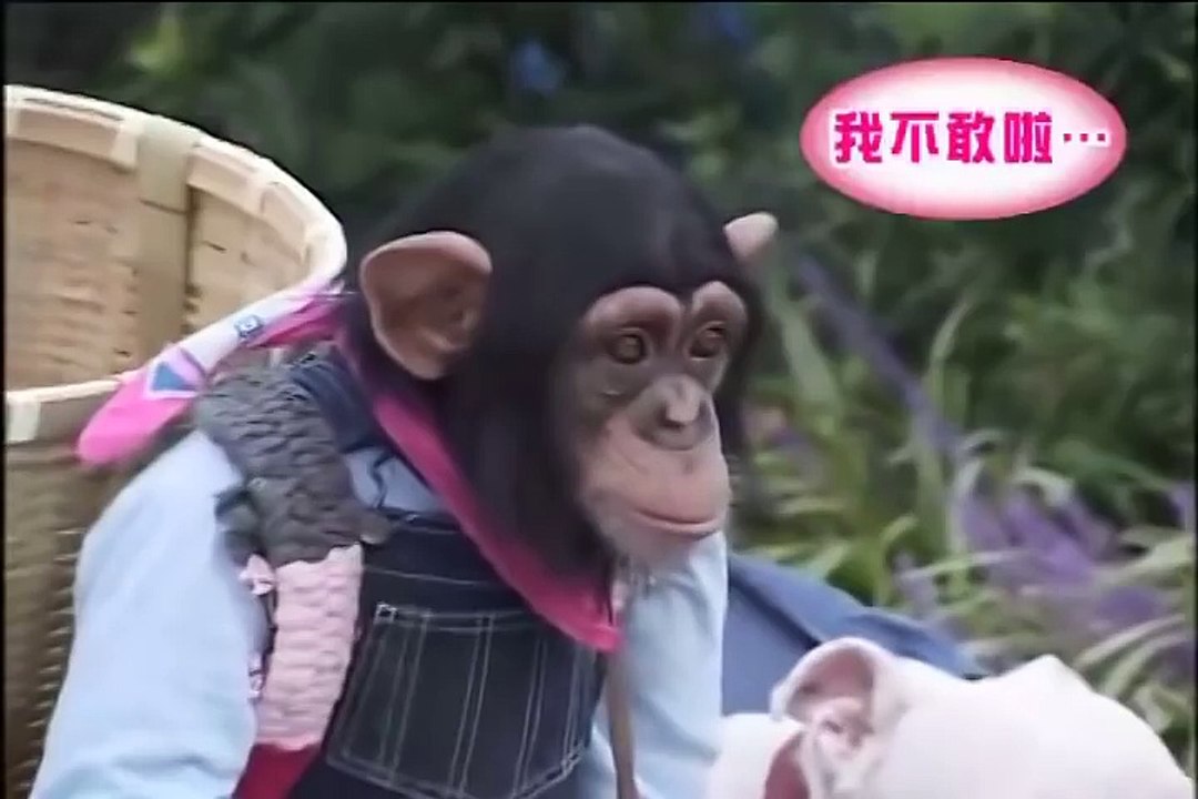 funny dog and monkey...