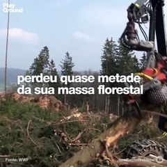 As árvores caem do céu na Tailandia